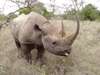 Sweetwaters Tented Camp - Wildlife 